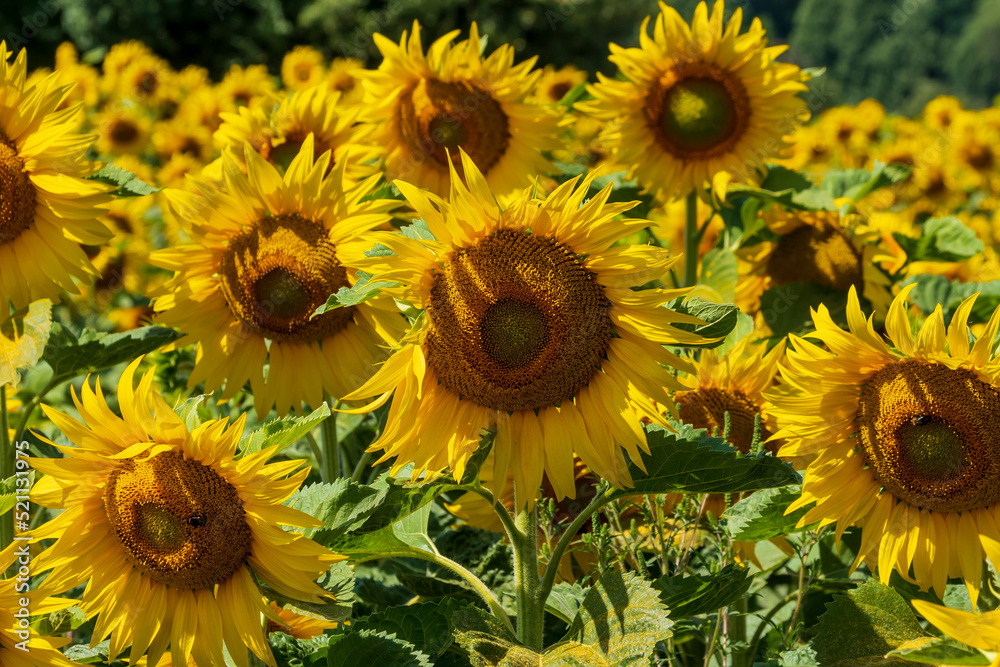 Wunderschön blühende Sonnenlumen im Sommer Wunderschön blühende Sonnenlumen im Sommer