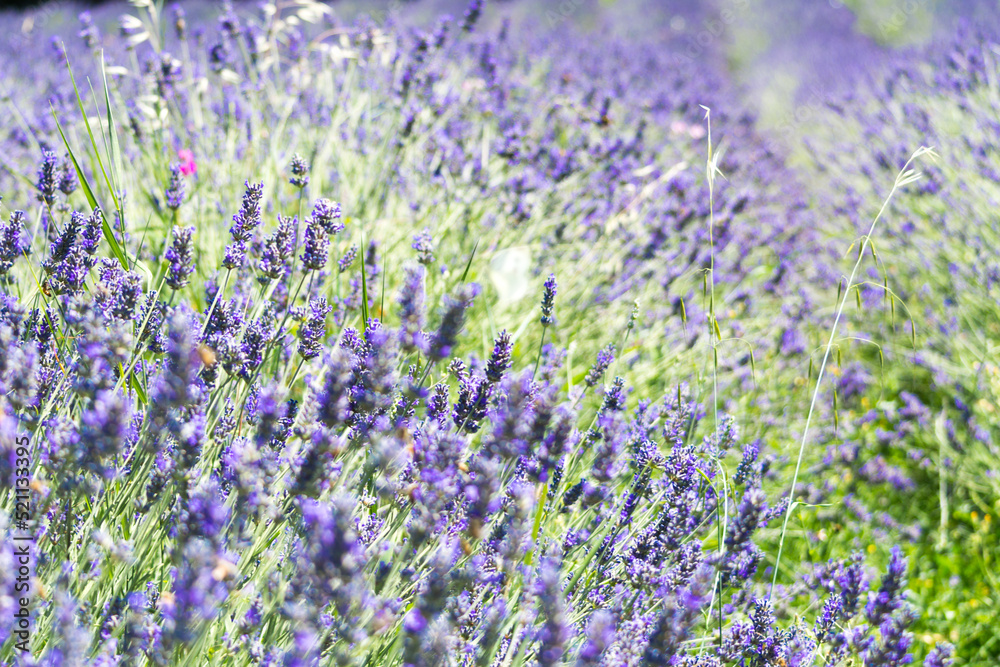 Naklejka premium Lavender field