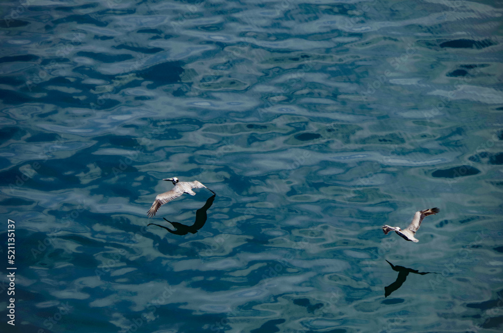 Group of Pelicans flying in line closely above water surface of ocean sea near Ushuaia, Patagonia Terra del Fuego National Park