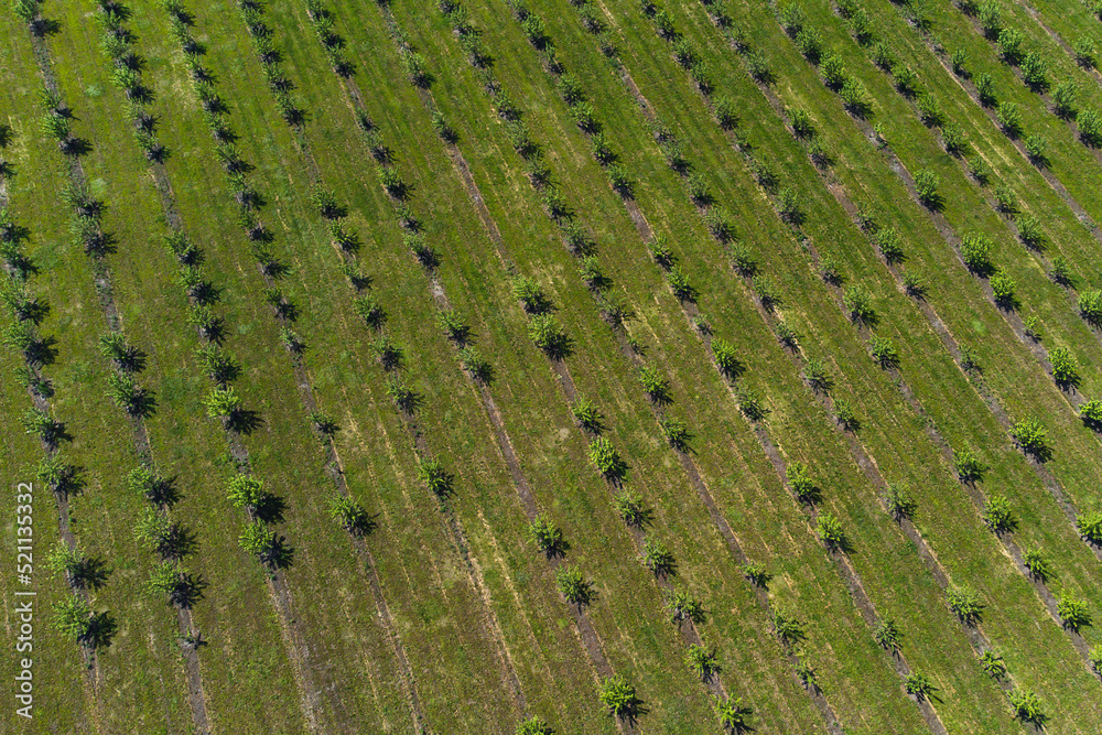 growing apples view from a quadcopter, orchard photo from height