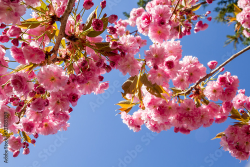 Japanese cherry blossom in spring. Closeup view