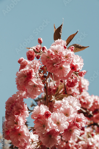 Japanese cherry blossom in spring. Closeup view