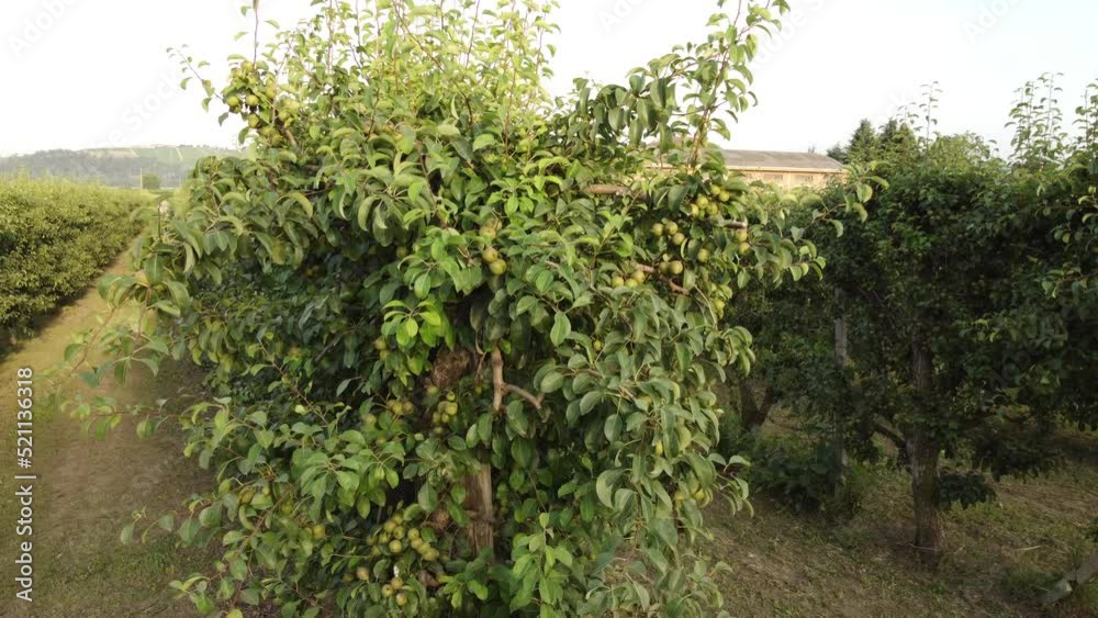 Pear Martin Sec Fruit Agriculture Cultivation Field Pear Martin Sec Fruit Agriculture Cultivation Field