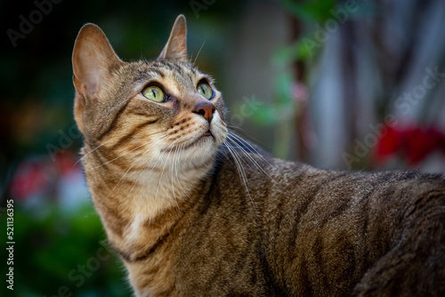 Close-up of a Bengal breed cat looking up and back. Felis catus prionailurus bengalensis. photo