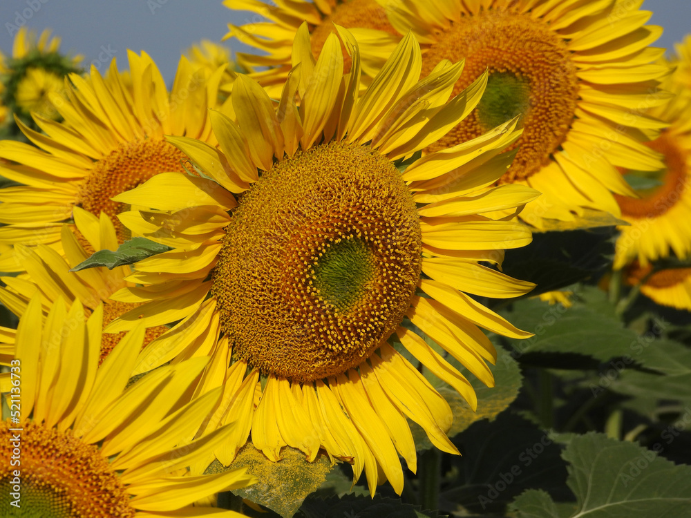 Fototapeta premium blooming sunflower fields in sunlight close up
