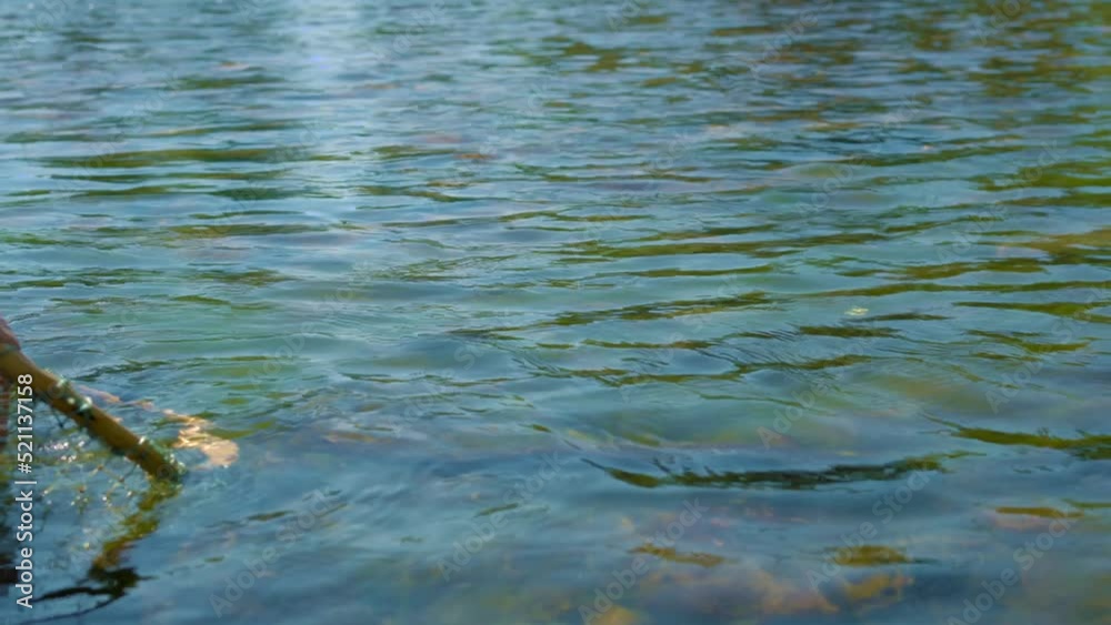 A fisherman releases grayling on a mountain river. Close-up A fisherman releases grayling on a mountain river. Close-up