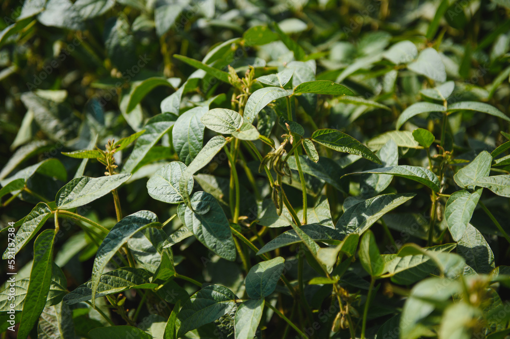Open soybean field at sunset.Soybean field. Open soybean field at sunset.Soybean field.