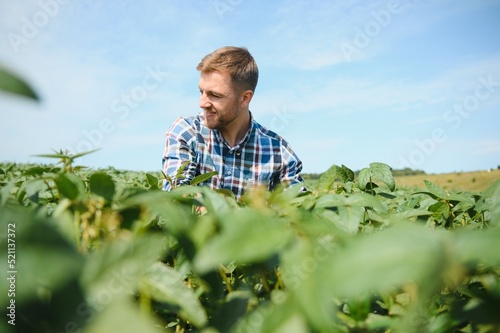 A farmer inspects a green soybean field. The concept of the harvest