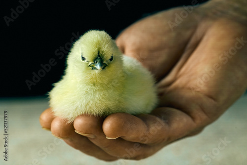 One cute chick of Chinese hen in the palm of an unknown woman with blurry background