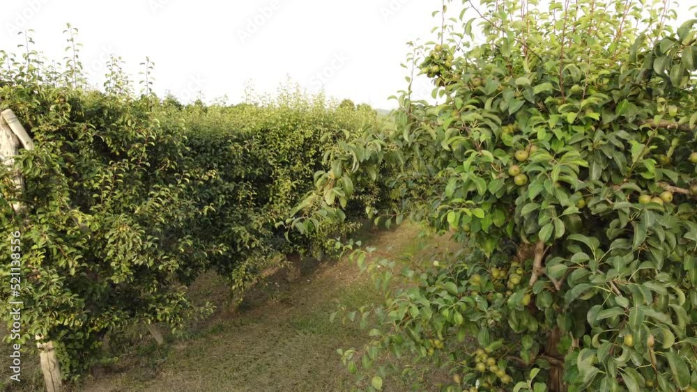 Pear Martin Sec Fruit Agriculture Cultivation Field Pear Martin Sec Fruit Agriculture Cultivation Field