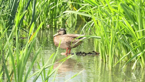 female mallard duck scientific name anas platyrhynchos standing in the reeds preening in shallow water photo
