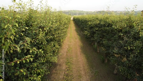 Pear Martin Sec Fruit Agriculture Cultivation Field photo