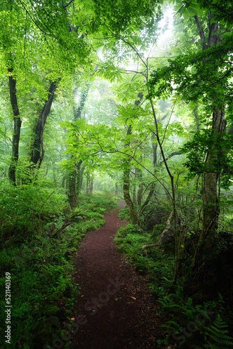 thick wild forest with old trees and fern