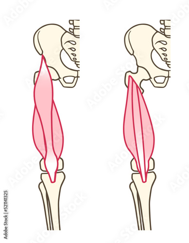 大腿四頭筋、下肢の筋肉、太ももの筋肉、膝を伸ばす筋肉 photo