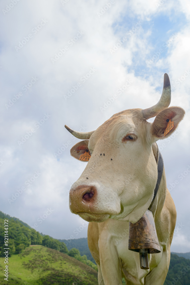 White cow from Blonde d'Aquitaine livestock cattle breed with cowbell and horns in Pyrenees mountain pastures
