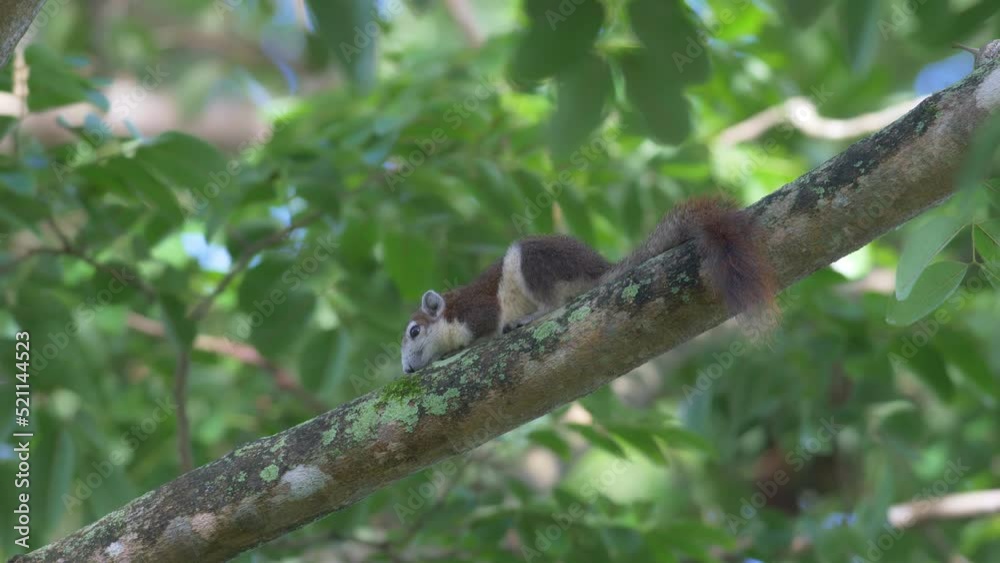 squirrel on a tree. Variable squirrel on branch. squirrel on a tree. Variable squirrel on branch.