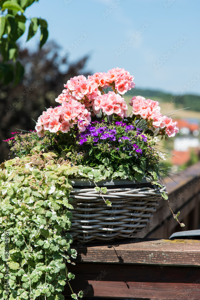 Blumentopf auf dem Balkon. Blumentopf auf dem Balkon.