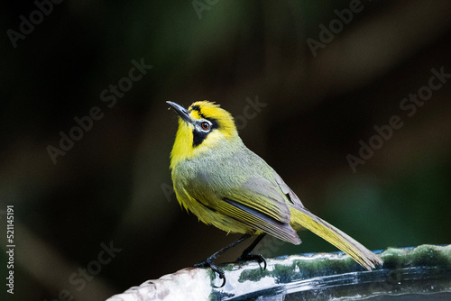 Bonin White-eye photo