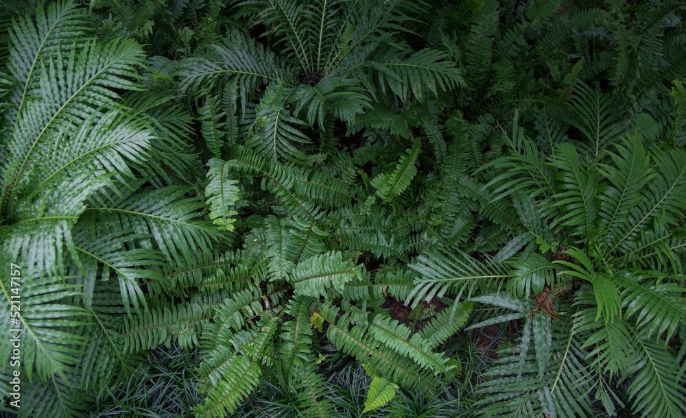Group background of dark green tropical leaves ( monstera, palm, coconut leaf, fern, palm leaf,bananaleaf) Panorama background