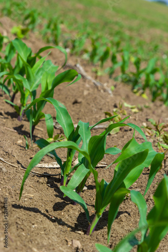 Closeup of green corn sprouts planted in neat rows against a blue sky. Copy space, space for text. Agriculture