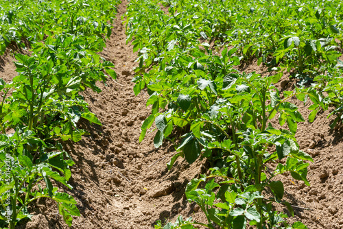 Potato field on a sunny summer day. Agriculture, cultivation of vegetables