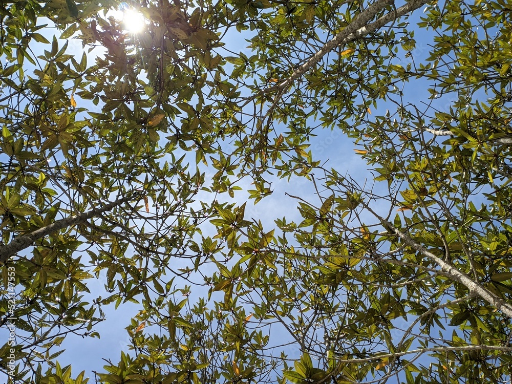 leaves from the mangrove forest with sunlight visible from between the leaves, low angle shooting leaves from the mangrove forest with sunlight visible from between the leaves, low angle shooting