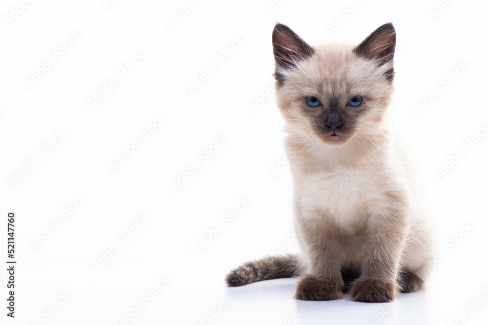 A small Siamese kitten with blue eyes sits calmly isolated on a white background and looks at the camera, lazily narrowing its eyes