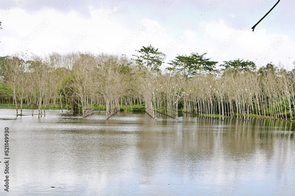 Rubber plantation Row Rubber tree and Fields flooded forest tires.Row
