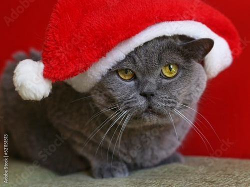 Grey British shorthair cat in a Santa Claus Christmas hat. On a red background. Traditional British domestic cat. The colour variant is the 