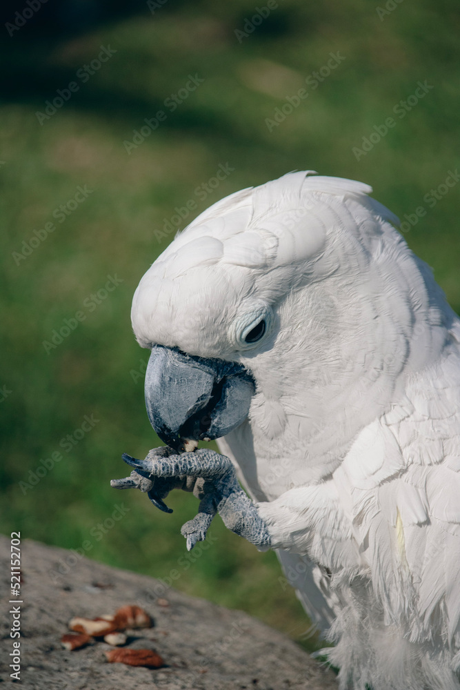 Obraz premium close up of a white parrot