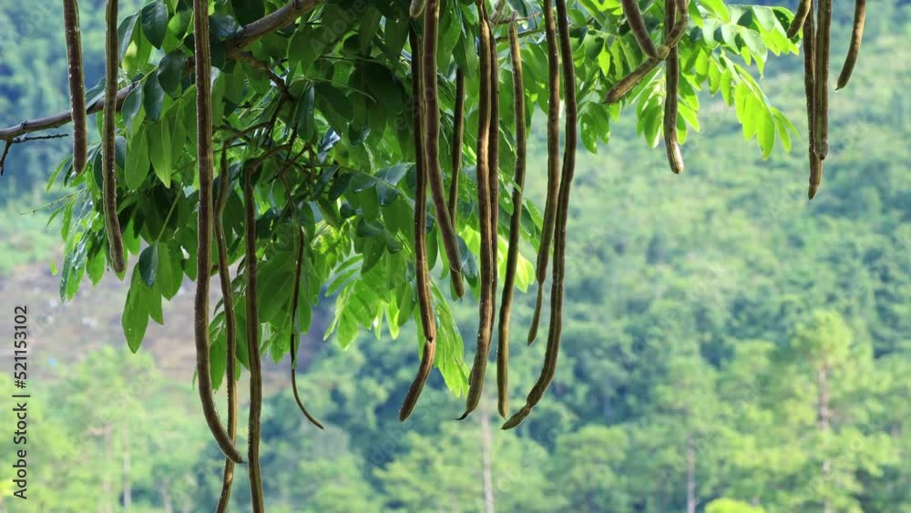 Close up of Nigerian zogele plant or Moringa oleifera miracle fruit tree with seed pods swaying in the wind. 