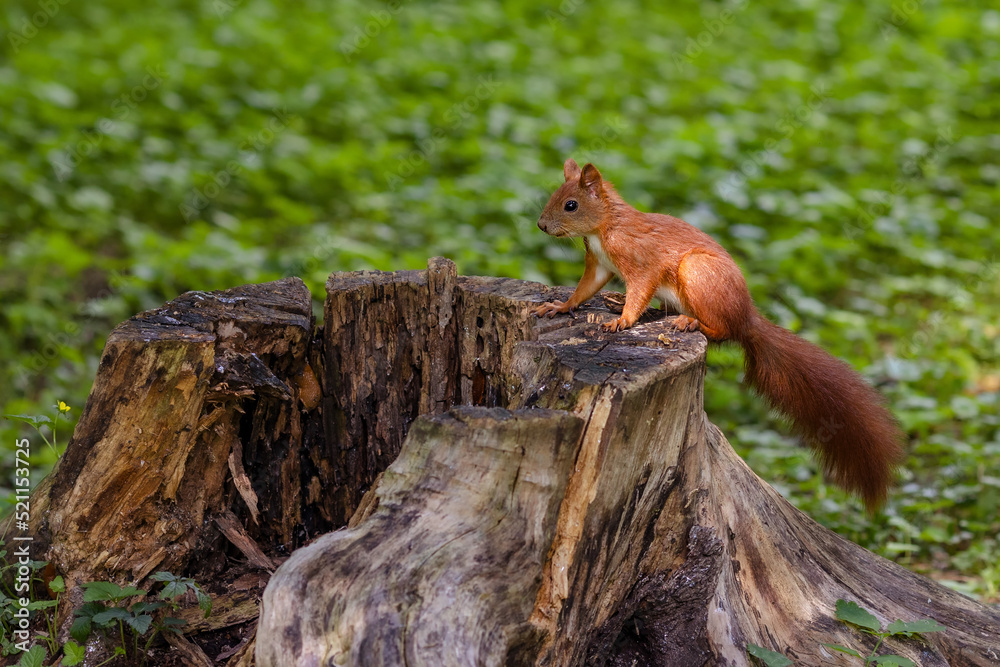 The squirrel sits on a tree stump in the park. The squirrel sits on a tree stump in the park.