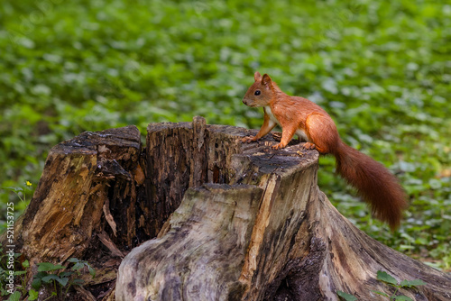 The squirrel sits on a tree stump in the park.