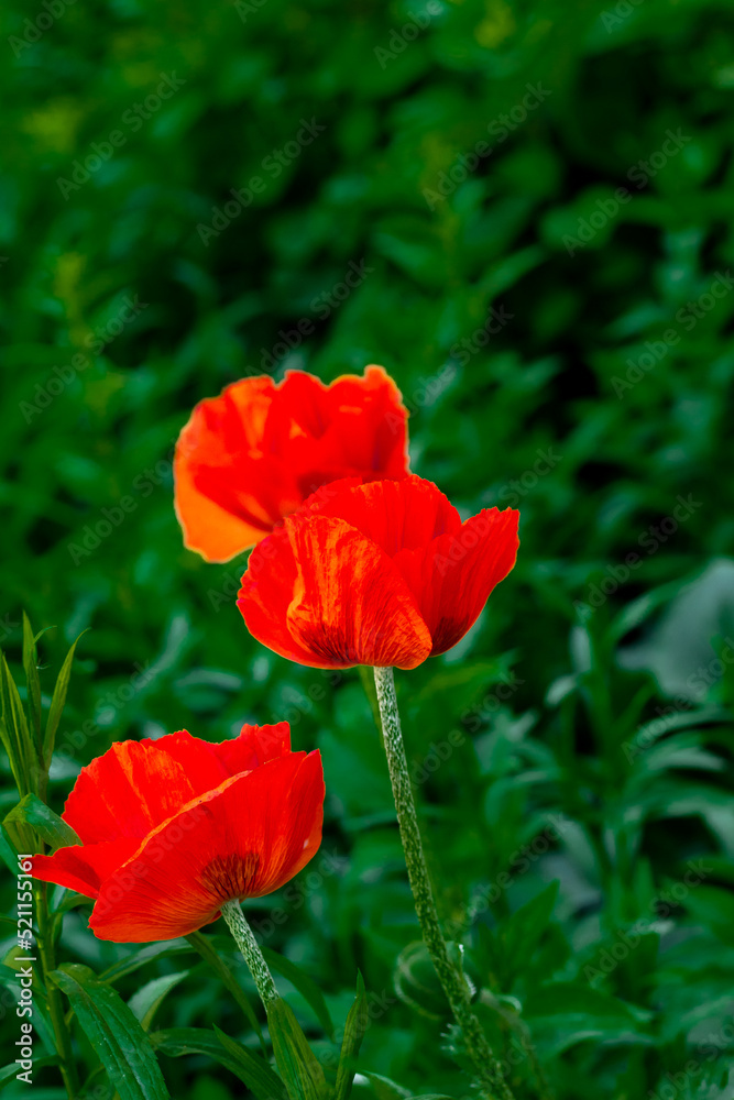 Red poppies grow in the area near the house in the city.