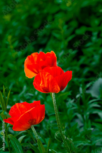 Red poppies grow in the area near the house in the city.