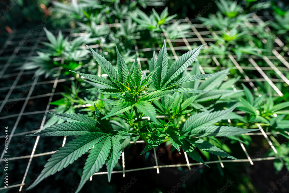 Growing marijuana using the scrog method Growing marijuana using the scrog method