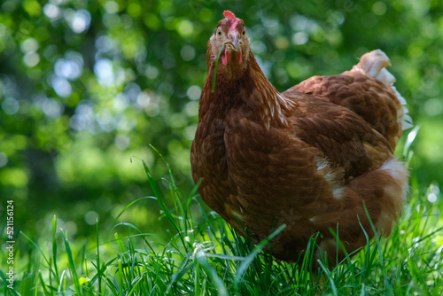 A red hen grazes in the green grass. Raising poultry.