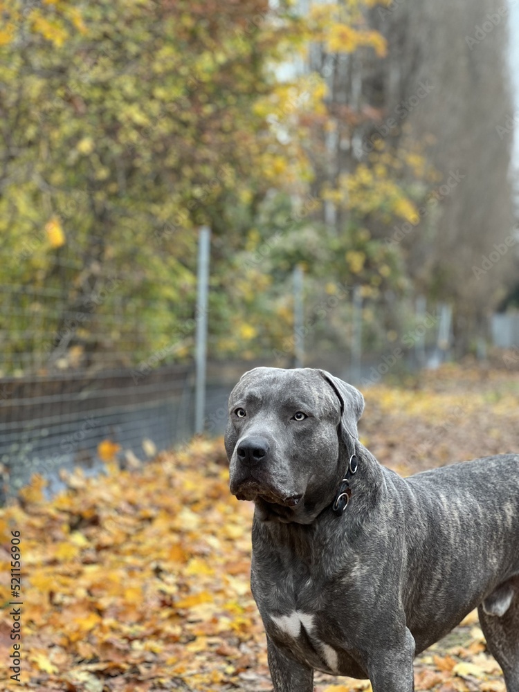 A fit presa canario with blue eyes standing muscular figure