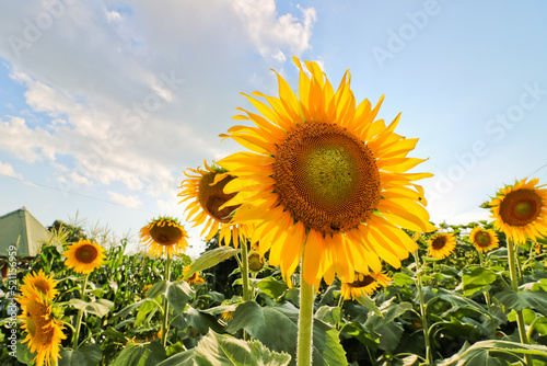 Fototapeta Naklejka Na Ścianę i Meble -  sunflower in the garden sky background