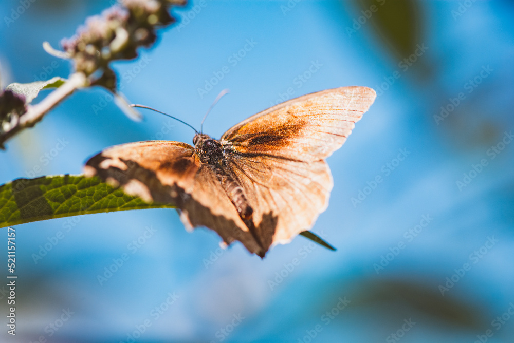 Obraz premium Schmetterling