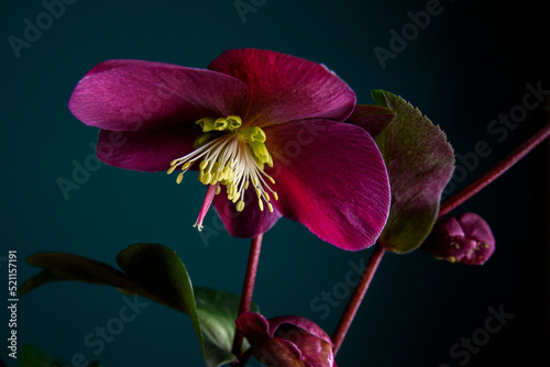 Low key photography of Hellebore on a green background photo