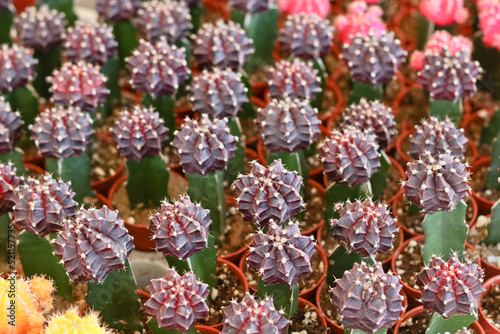 Colorful small cactus is beautiful in the garden.