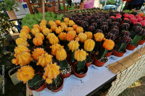 Colorful small cactus is beautiful in the garden.