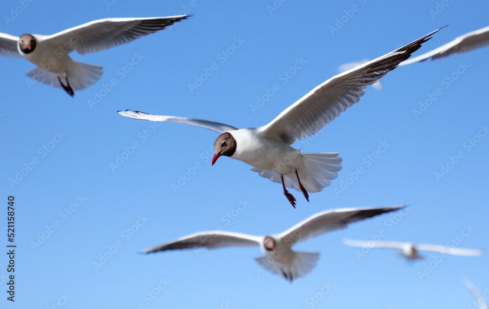 A flock of seagulls in flight against a sky. A flock of seagulls in flight against a sky.