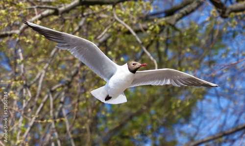 Portrait of a seagull in flight on a background of trees