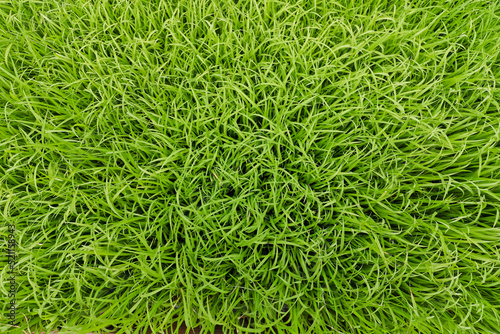 light green grass close up.