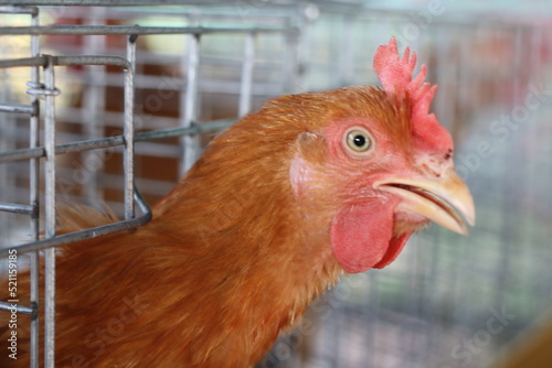 Chicken eggs and chickens eating food in farm.