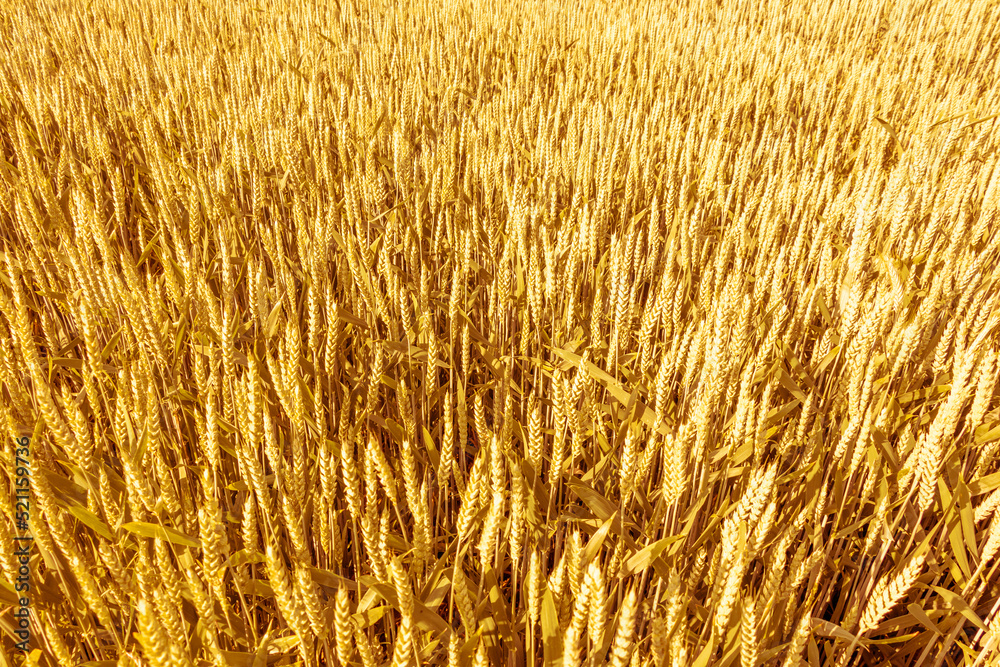 A field of ripe wheat ears in golden color. Natural background. A field of ripe wheat ears in golden color. Natural background.