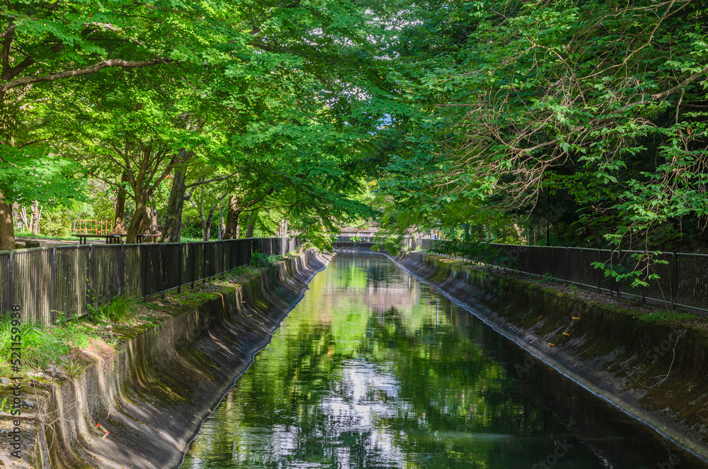 Fototapeta premium 京都の山科疏水