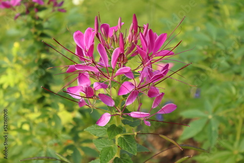 Cleome hassleriana  summer plant flowers pink